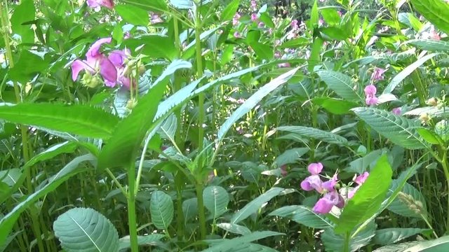 Impatiens glandulifera flower. Panorama with steadicam