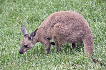 Fototapeta premium kangaroo-Island kangaroo joey
