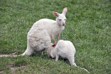 albino kangaroo suckling her joey