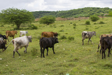 Naklejka na ściany i meble cows eating grass in the hills