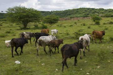 Naklejka na ściany i meble herd of cows going to the field