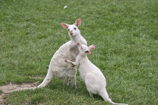 albino kangaroo and her joey