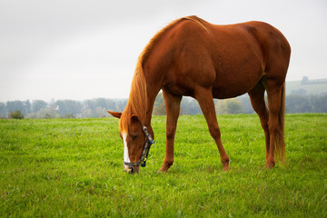 Naklejka na ściany i meble Red horse grazing on pasture. 