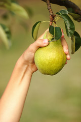Picking bunch of pears from tree