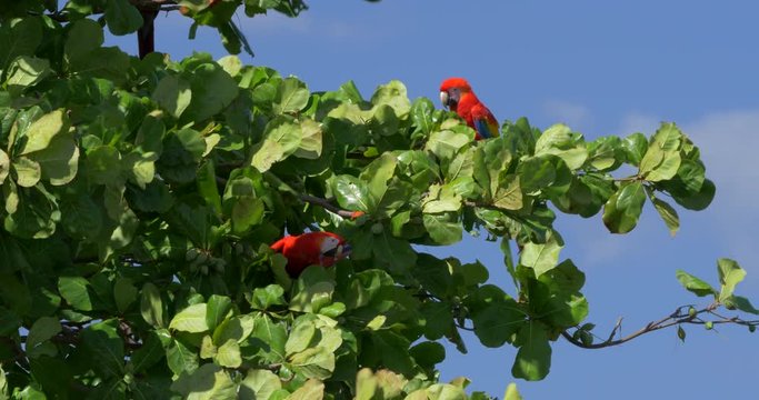 Pair Of Scarlet Macaws Sitting On A Tree, Costa Rica