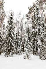 snow-covered forest near The Raudanjoki river, Rovaniemi, Finland.