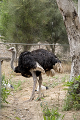 ostrich