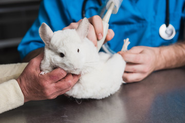 Vet does an ultrasound chinchilla in clinic