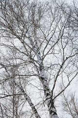 Fototapeta na wymiar early spring in a birch forest