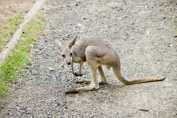 young red kangaroo