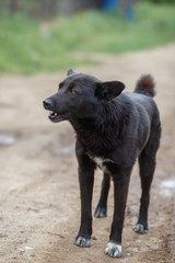 Big black mongrel dog