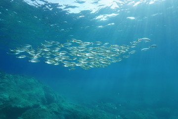 Fototapeta na wymiar Mediterranean fish school, sea breams Sarpa salpa underwater, Sicily, Trapani, Italy