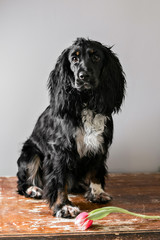 Portrait of a purebred russian spaniel in a studio. Black dog. Pink tulip