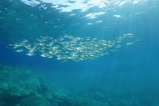 Mediterranean fish school, sea breams Sarpa salpa underwater, Sicily, Trapani, Italy