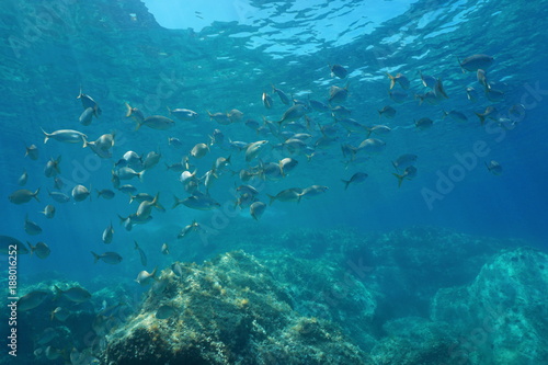Underwater Mediterranean Sea Shoal Of Fish Sea Breams