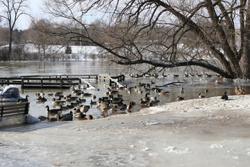 Is it good to feed waterfowl? No, artificial feeding is actually harmful to waterfowl. Artificial feeding of waterfowl can cause: Poor nutrition; Increased hybridization; Water pollution; Delayed migr