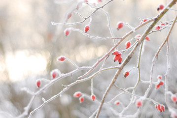 Winter Trees