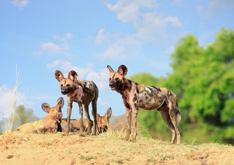Wild Dogs - Lycaon Pictus - watching and looking alert while standing on a sandbank in South Luangwa National Park, Zambia