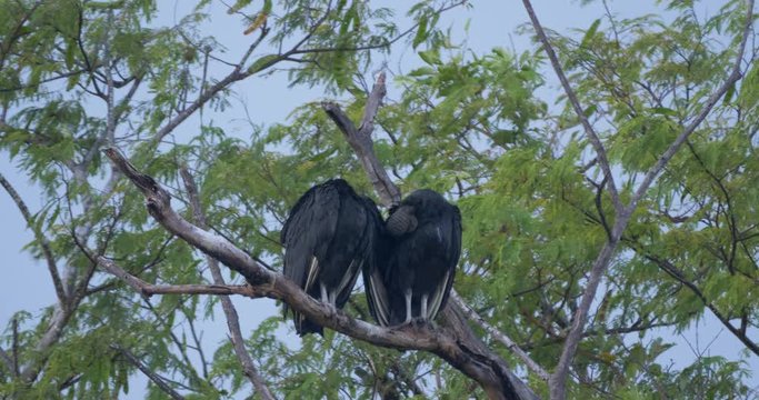 Pair Of Black Vultures On A Tree, Costa Rica