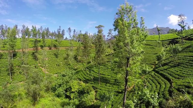 During the magic Ella - Colombo train trip in Sri Lanka you'll see a huge quantities of square kilometers of famous Ceylon tea plantations.