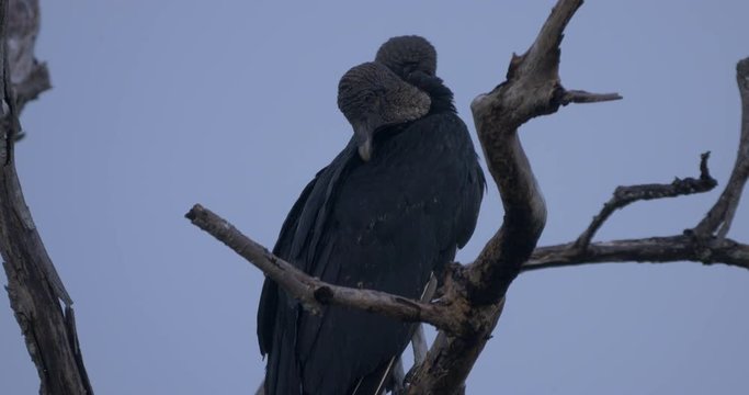 Pair Of Black Vultures On A Tree, Costa Rica