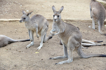Naklejka na ściany i meble Eastern Grey Kangaroo, seen around outer rural areas of Sydney and Melbourne, Australia