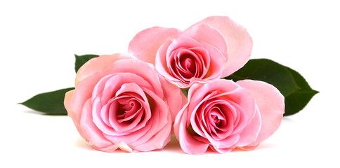 Bunch of pink roses isolated on white