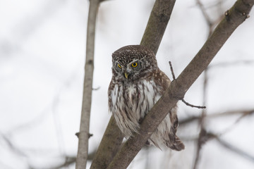 Eurasian pygmy owl with snow on face sitting on branch in winter. Cute little night hunter. Smallest owl in Europe. Bird in wildlife.