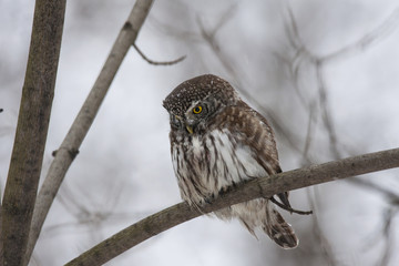 Eurasian pygmy owl with snow on face sitting on branch in winter. Cute little night hunter. Smallest owl in Europe. Bird in wildlife.