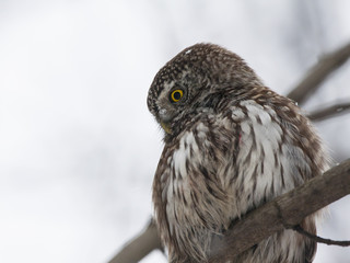 Eurasian pygmy owl with snow on face sitting on branch in winter. Cute little night hunter. Smallest owl in Europe. Bird in wildlife.