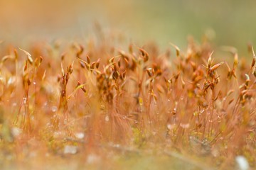 Sporenkapseln von Moos, Schwindebecker Heide, Niedersachsen, Deutschland, Europa