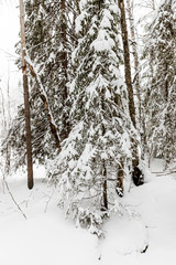 snow-covered forest near The Raudanjoki river, Rovaniemi, Finland.