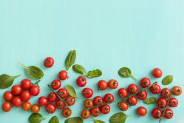 Top view on many organic cherry tomatoes in bunches with fresh basil leaves on turquoise wooden background