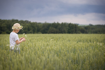 Back view on cute kid boy in straw hat and chamomile wreath walking on rye or wheat field and picking up flowers. Child and nature.