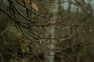Gotas de lluvia