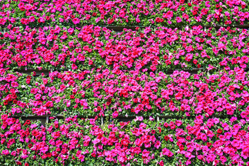 Flowers. Located in Shenyang Botanical Garden, Shenyan, Liaoning, China.