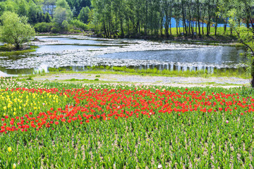 Flowers and lake. Located in Shenyang Botanical Garden, Shenyan, Liaoning, China.