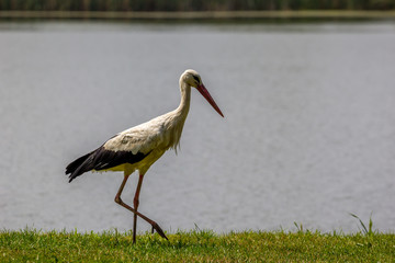 Bocian nad jeziorem 