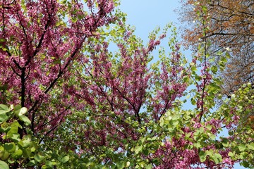 Cercis siliquastrum blooming in spring, Como Italy 