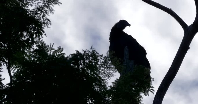 Observing Black Vulture On A Tree, Costa Rica