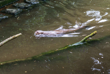 Otter swim in the pond.
