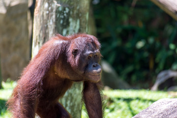 Brown Bornean Orangutan outdoor in the sun among trees