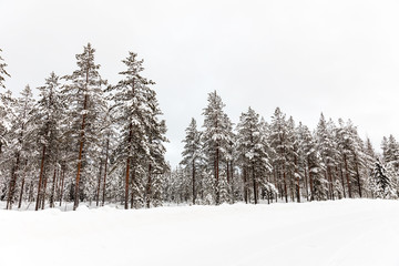 The snow-covered forest in The Korouoma Nature Reserve, Finland. Southern Lapland, Municipality of Posio.