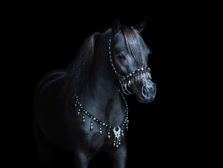 Portrait on black backgound of black American Miniature Horse.