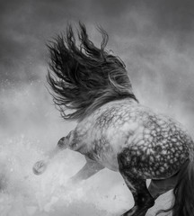 Obraz premium Dziki koń grzywiasty galopujący podczas zamieci.