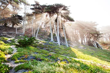 Fotobehang The trees in the park in San Francisco. © Oleg Podzorov