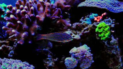 Leopard wrasse in reef tank