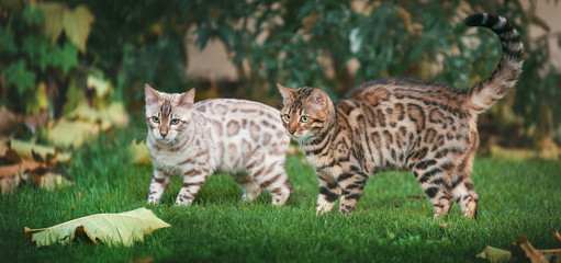 Two Bengal Cats in Garden