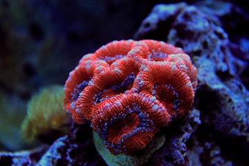 Red Acanthastrea LPS coral in aquarium tank