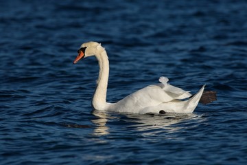 Fototapeta premium Mute swan is swimming in a lake